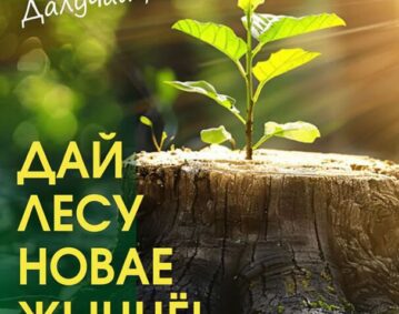 дай лесу новае жыцце